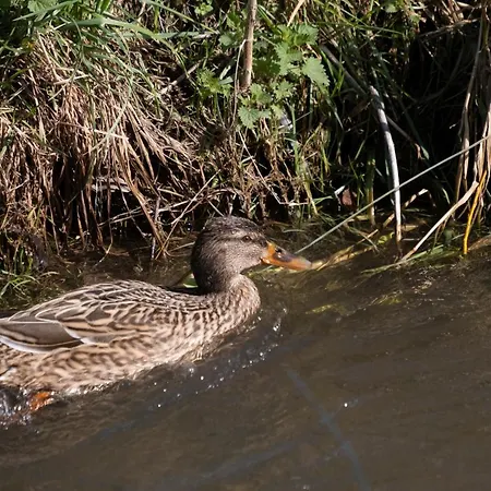 Appartement Meschermolen 5 *