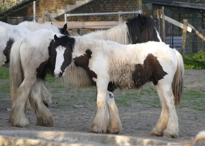 Meschermolen 5 爱斯登