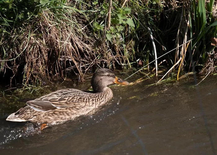 公寓 Meschermolen 5 *