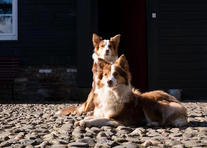 Apartment Meschermolen 5 *